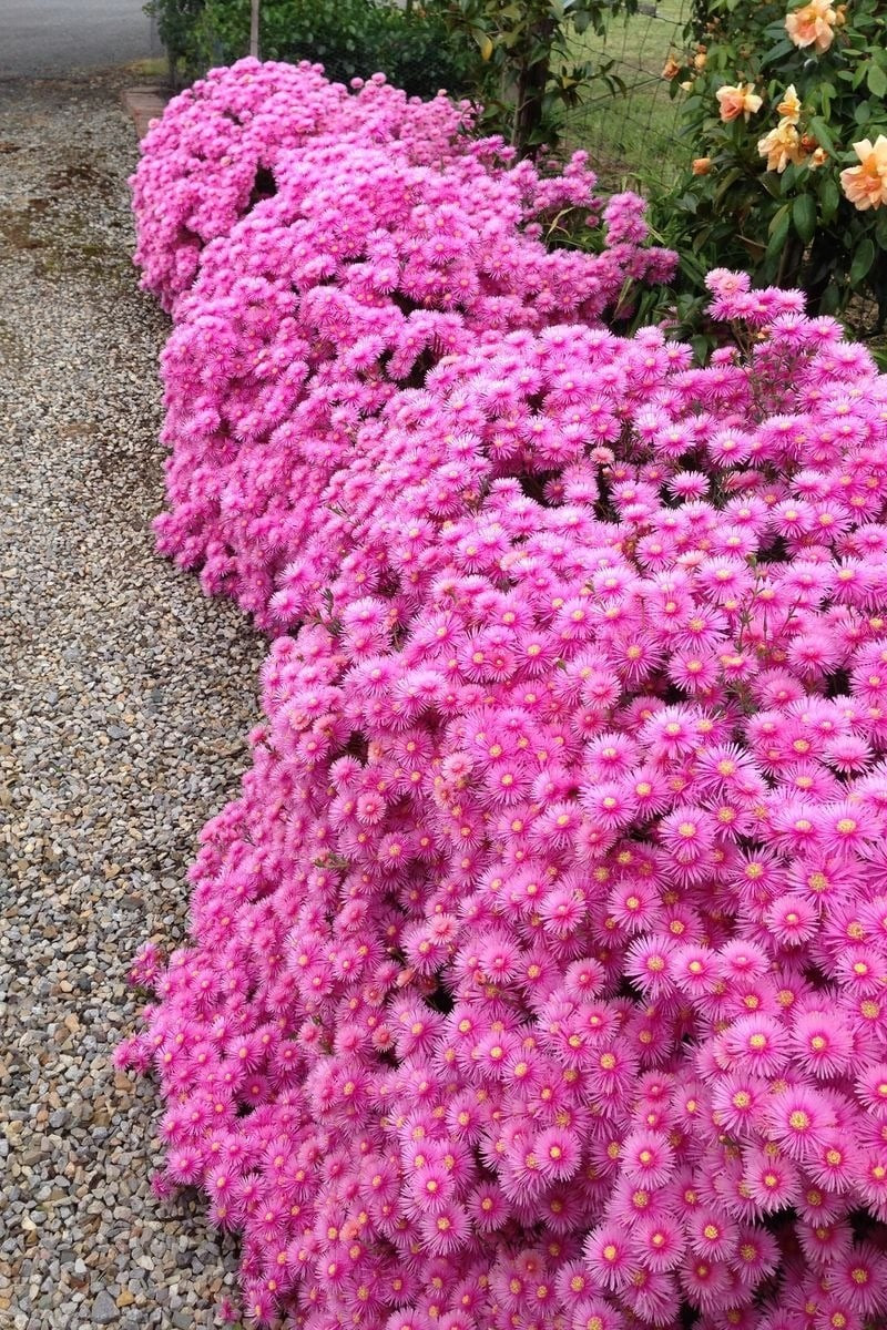 Không cần hoa đắt, chỉ cần Lampranthus: Chỉ bằng vài chậu nhỏ, bạn có thể biến ban công, hiên nhà hay sân thượng thành một bức tranh rực rỡ sắc hoa – như có băng, như có nắng, như có cả mùa hè vĩnh cửu.