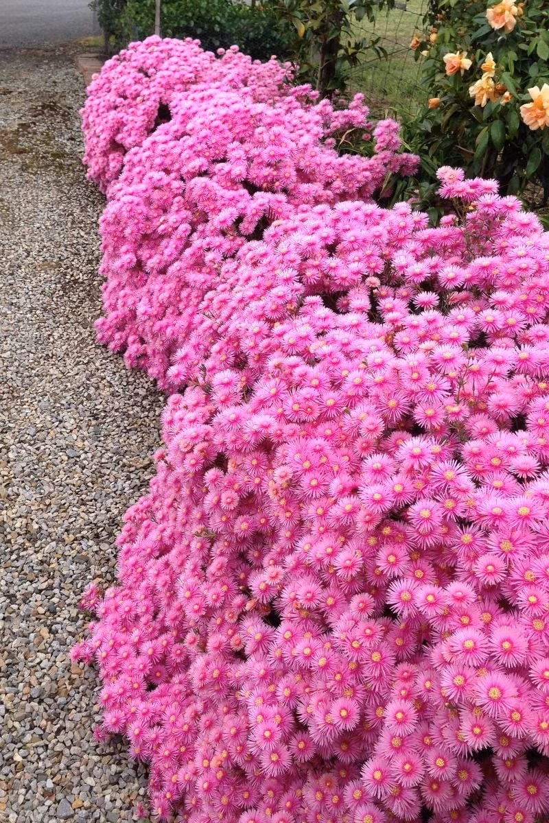 Không cần hoa đắt, chỉ cần Lampranthus: Chỉ bằng vài chậu nhỏ, bạn có thể biến ban công, hiên nhà hay sân thượng thành một bức tranh rực rỡ sắc hoa – như có băng, như có nắng, như có cả mùa hè vĩnh cửu.