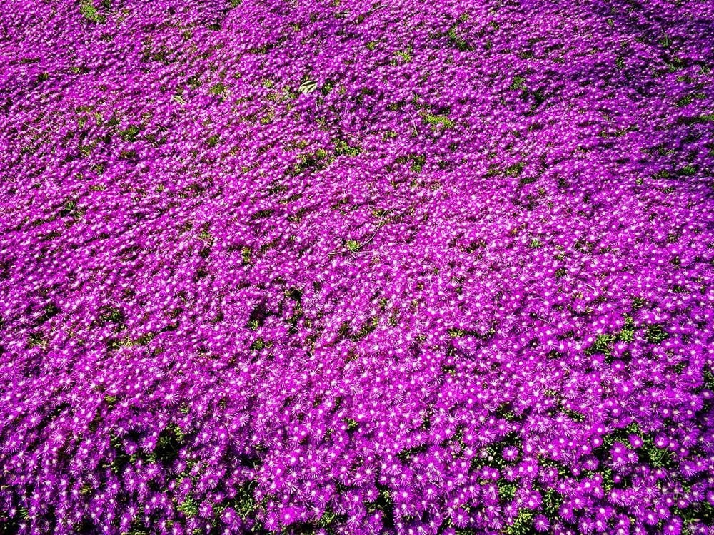 Bón phân đều, hoa càng nở rộ: Vào mùa xuân và thu, bạn có thể thêm phân bón dạng lỏng khi tưới nước. Cây cảnh này “ăn ít nhưng siêng nở” – đúng nghĩa dễ chiều.