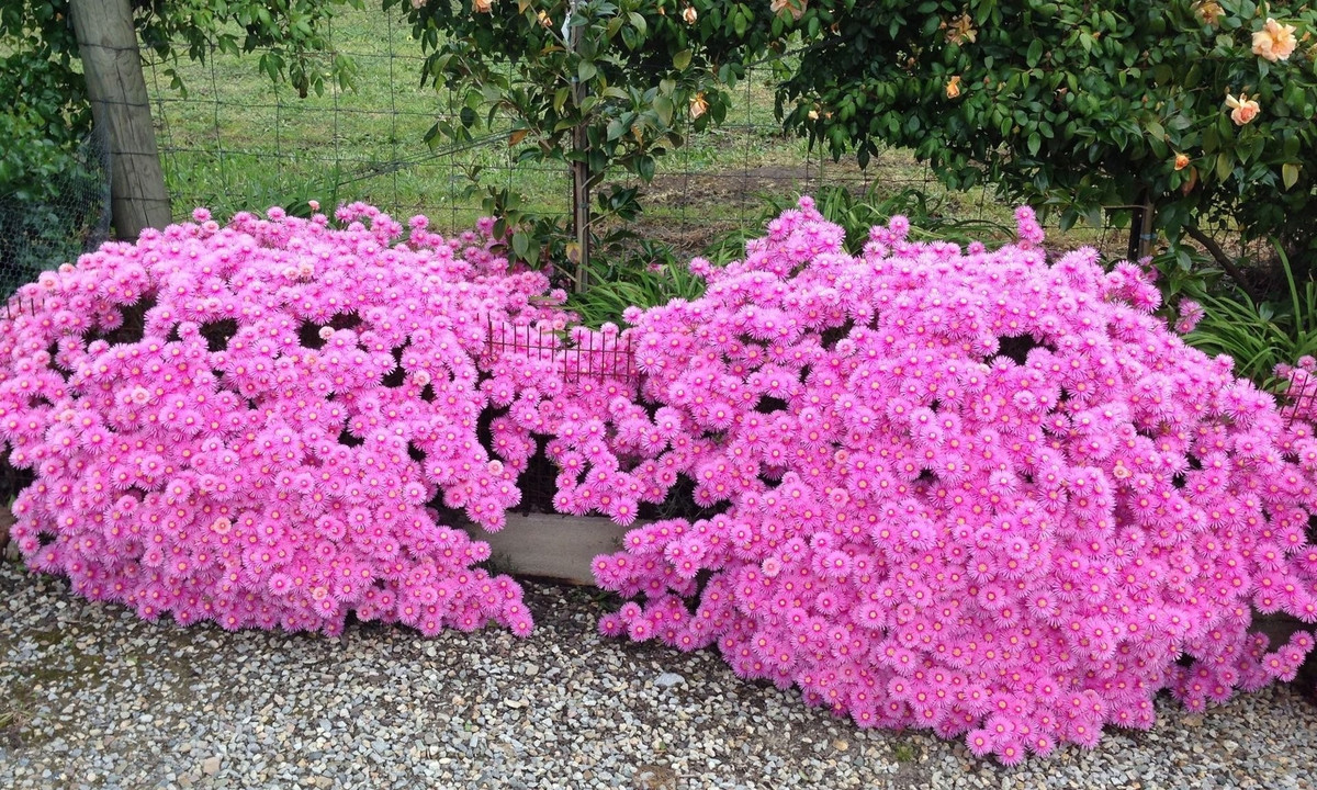 Bụi hoa biến hóa không ngờ: Dù trồng ven đường, trên ban công hay phủ kín mặt đất, Lampranthus đều bung hoa rực rỡ, tạo thành thảm hoa không còn thấy lá – chỉ toàn sắc màu rực cháy.