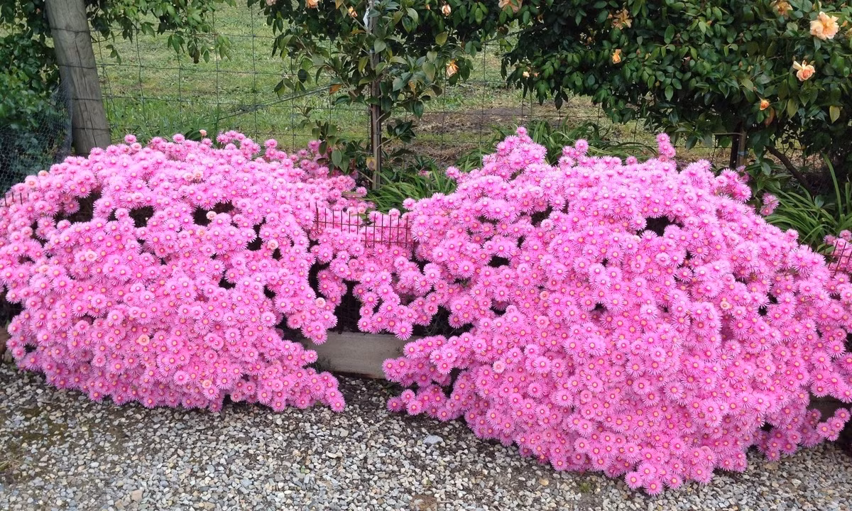 Bụi hoa biến hóa không ngờ: Dù trồng ven đường, trên ban công hay phủ kín mặt đất, Lampranthus đều bung hoa rực rỡ, tạo thành thảm hoa không còn thấy lá – chỉ toàn sắc màu rực cháy.