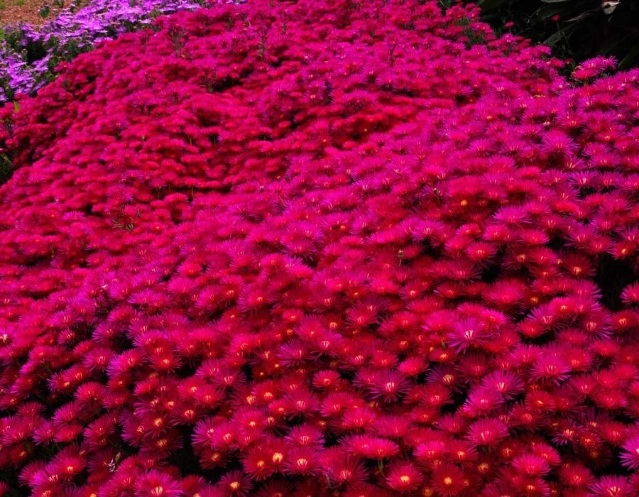 Cây nhỏ, sức sống không nhỏ: Là cây mọng nước có nguồn gốc từ Nam Phi, Lampranthus cực kỳ cứng cáp. Lá mọng, thân chắc, chịu nắng nóng tốt và rất ít sâu bệnh.