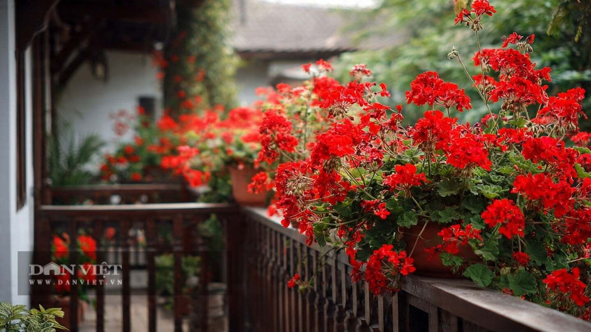 Loài cây này rất được ưa chuộng trong không gian mang phong cách châu Âu hiện đại. Một vài chậu phong lữ đặt cạnh bàn trà ban công đủ để tạo nên bầu không khí lãng mạn, trở thành phông nền tự nhiên cho những buổi tiếp khách thân mật.