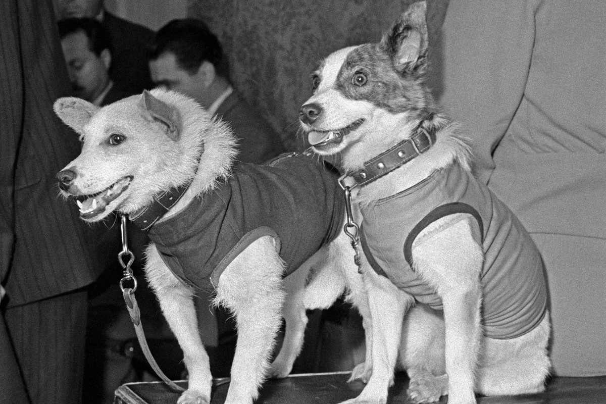 Belka và Strelka nhanh chóng trở thành “ngôi sao” truyền thông, xuất hiện trên báo chí, tem thư và phim hoạt hình.