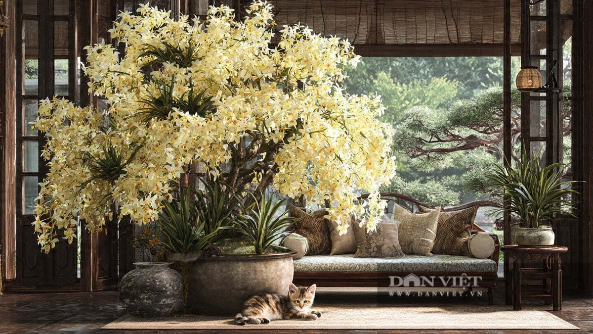 5. Lan hoàng thảo: Lan hoàng thảo được mệnh danh là “tiên thảo” trong y học cổ truyền, nổi bật với hoa nở thành chùm thanh lịch, màu sắc tinh tế như tím, trắng, vàng. Thân cây phân đốt, dáng vẻ nhẹ nhàng như tre thu nhỏ.