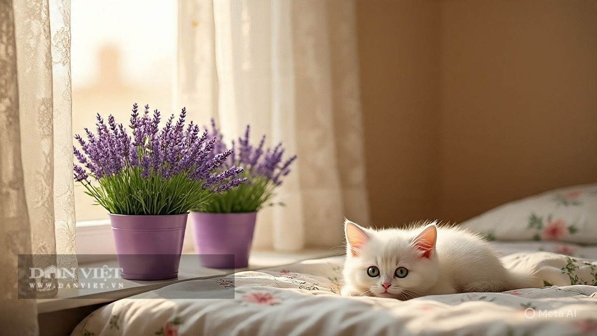 Không chỉ đẹp với màu tím quyến rũ, hoa oải hương còn có khả năng kháng khuẩn, thanh lọc không khí, ức chế vi khuẩn, nấm mốc.