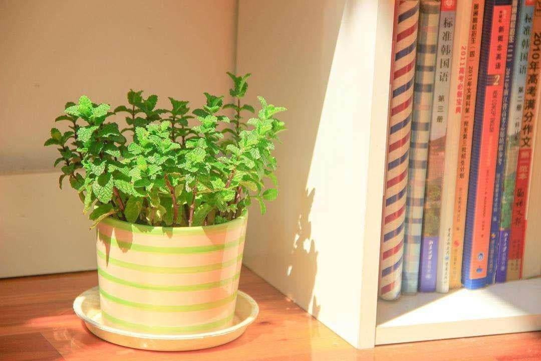 3. Bạc hà: Người bảo vệ dạ dày, giải tỏa stress. Lá bạc hà có tinh dầu mát, cay nhẹ, giúp giảm đau đầu, hỗ trợ tiêu hóa, giảm đầy hơi, đồng thời có tác dụng kháng khuẩn.