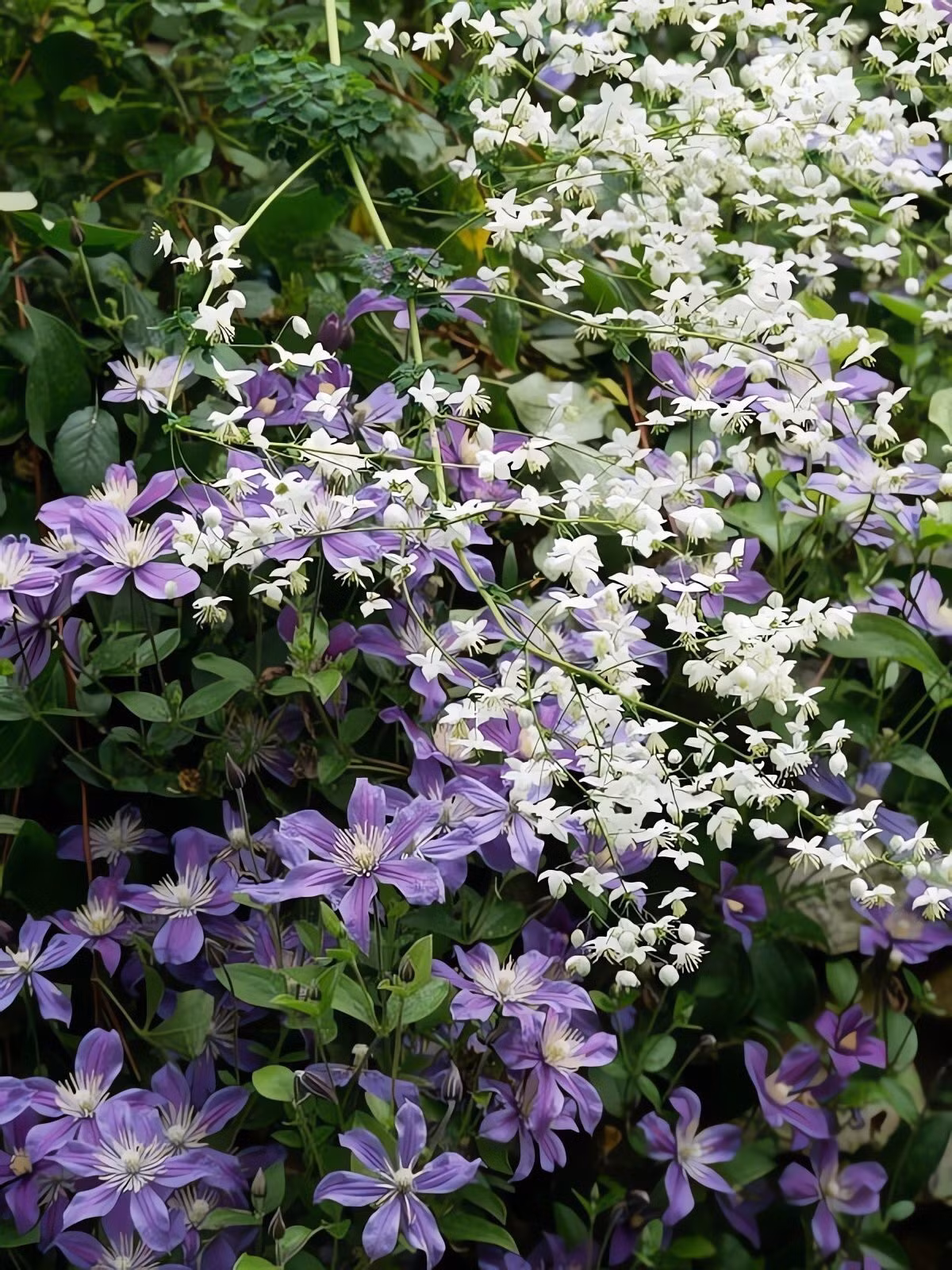 Mang lại sinh khí và sức sống cho khu vườn: Clematis Arabella không chỉ đẹp mà còn thu hút ong bướm, giúp khu vườn thêm sinh thái, phong phú. Đặc biệt, nó có thể che nắng, tạo bóng mát dịu dàng.