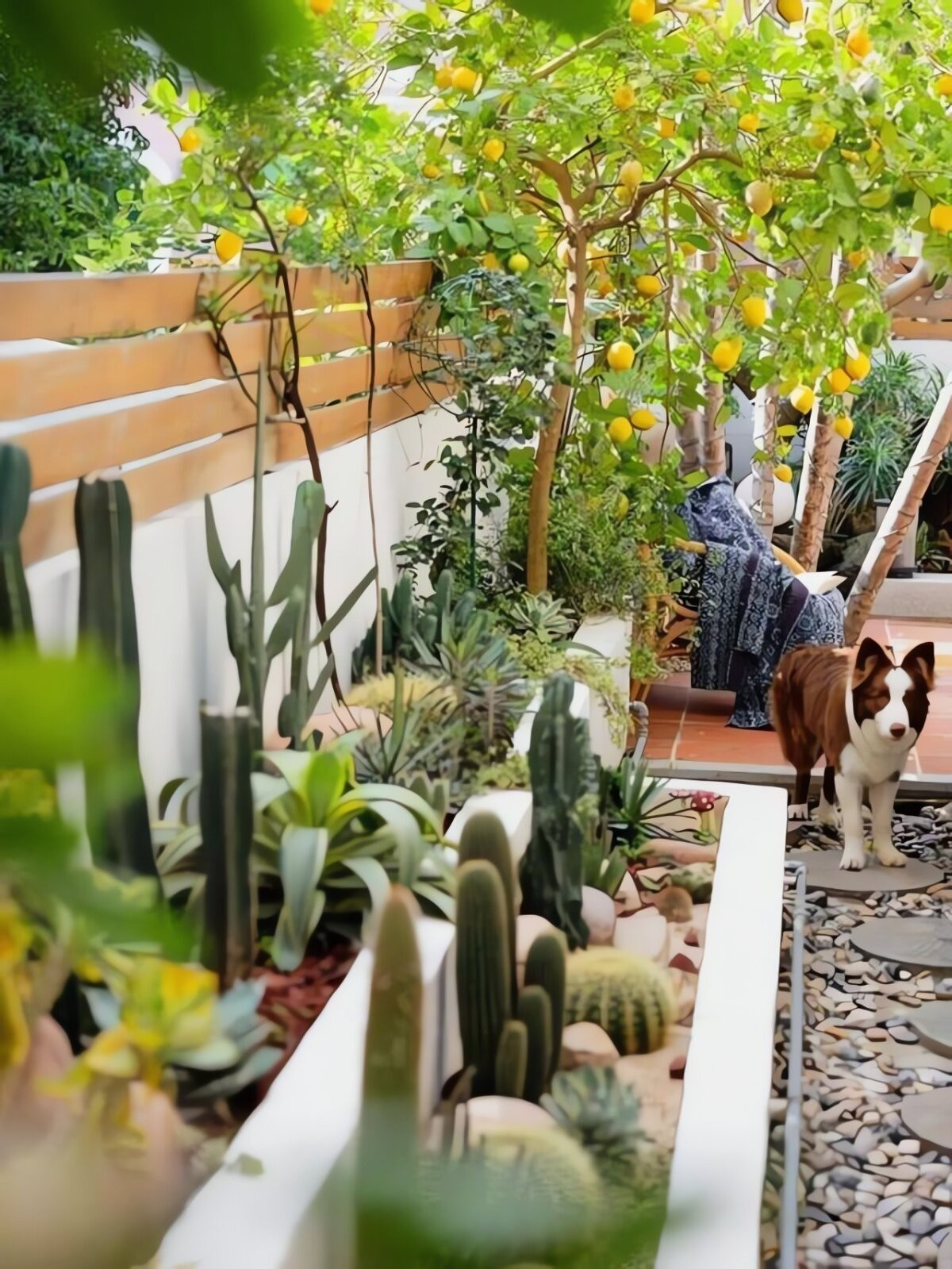 View - Trồng cây chanh trong nhà đúng vị trí hút lộc, tài lộc ùn ùn đến | Báo Tri thức và Cuộc sống - TIN TỨC PHỔ BIẾN KIẾN THỨC 24H