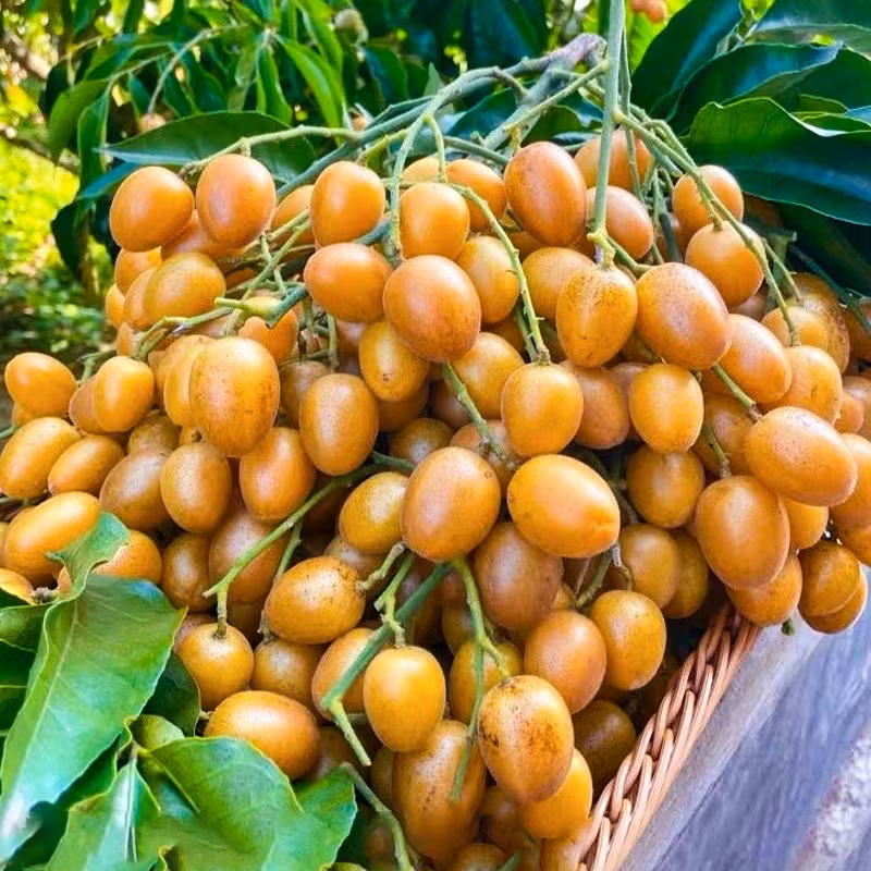 Thân cây cảnh này không quá cao