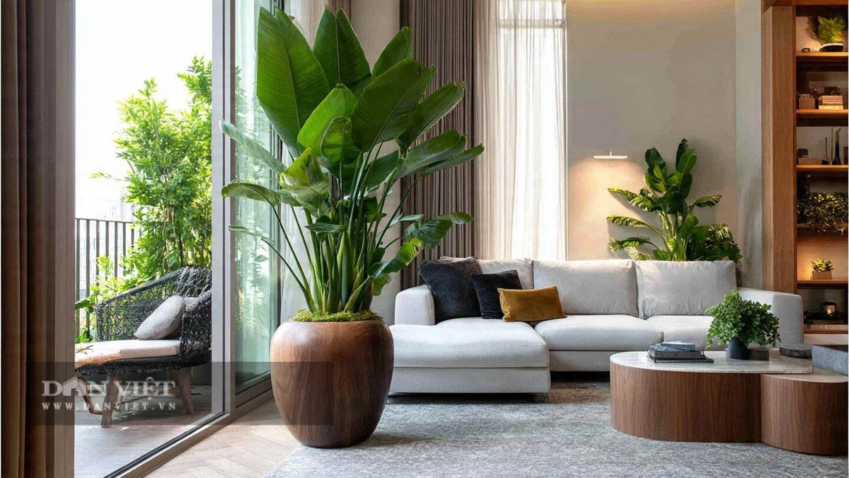 Cây nhạy cảm với sương giá nhưng dễ chăm sóc. Chỉ cần tưới nước đều và phun ẩm quanh lá để tránh nứt lá và duy trì độ ẩm ổn định.