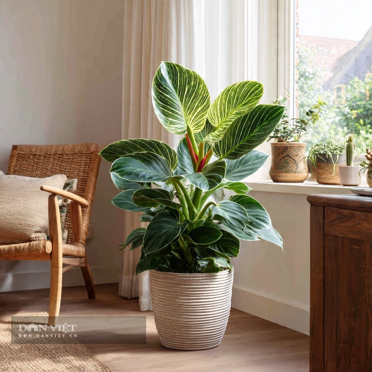 Không chỉ là biểu tượng may mắn, cây còn được mệnh danh là “máy lọc không khí tự nhiên” nhờ khả năng hấp thụ khí độc hại. Những chiếc lá trắng bạc lấp lánh như thổi luồng sinh khí mới, giúp không gian sống trở nên nhẹ nhàng và giàu năng lượng hơn.