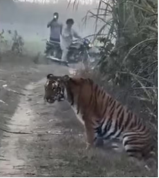 Nhiều người cũng khen ngợi sự bình tĩnh của người nông dân và cách tiếp cận không gây phiền nhiễu đối với con hổ.