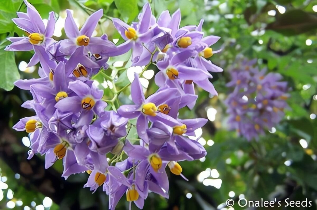 Loài cây này có hoa tím biếc rực rỡ, leo khỏe, tạo nên bức tường hoa xanh lam mơ mộng chỉ sau 2 năm.