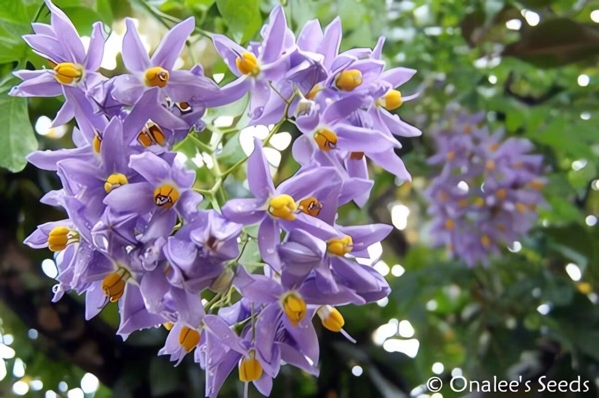 Loài cây này có hoa tím biếc rực rỡ, leo khỏe, tạo nên bức tường hoa xanh lam mơ mộng chỉ sau 2 năm.