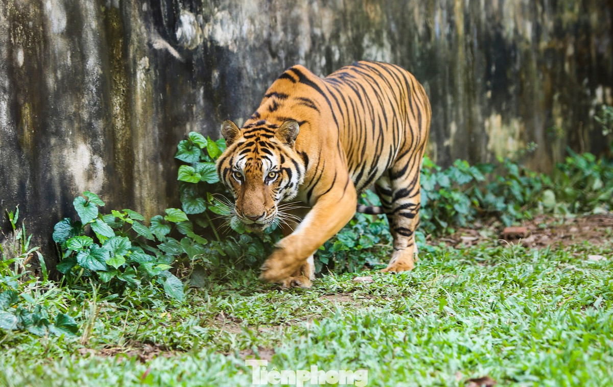 Một năm sau, ông Chiến mua thêm 5 cá thể hổ khác và tiếp tục bị lực lượng chức năng xử phạt hành chính 30 triệu đồng. Phải đến năm 2011, ngành chức năng tỉnh Thanh Hóa mới cấp phép cho nuôi nhốt trong thời gian 5 năm (từ tháng 5/2012 đến tháng 5/2017).