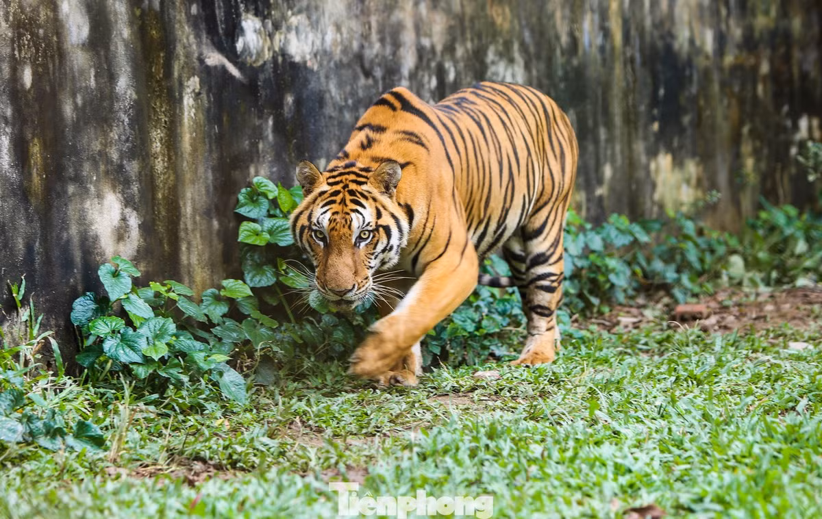 Một năm sau, ông Chiến mua thêm 5 cá thể hổ khác và tiếp tục bị lực lượng chức năng xử phạt hành chính 30 triệu đồng. Phải đến năm 2011, ngành chức năng tỉnh Thanh Hóa mới cấp phép cho nuôi nhốt trong thời gian 5 năm (từ tháng 5/2012 đến tháng 5/2017).