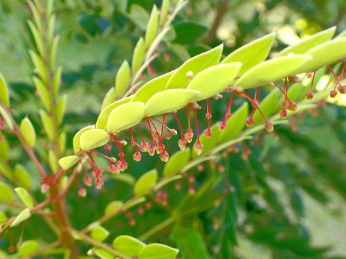 Tro sau khi đốt có thể chứa tới 25% niken, tương đương với quặng chất lượng cao.(Ảnh: The Rakyat Post)