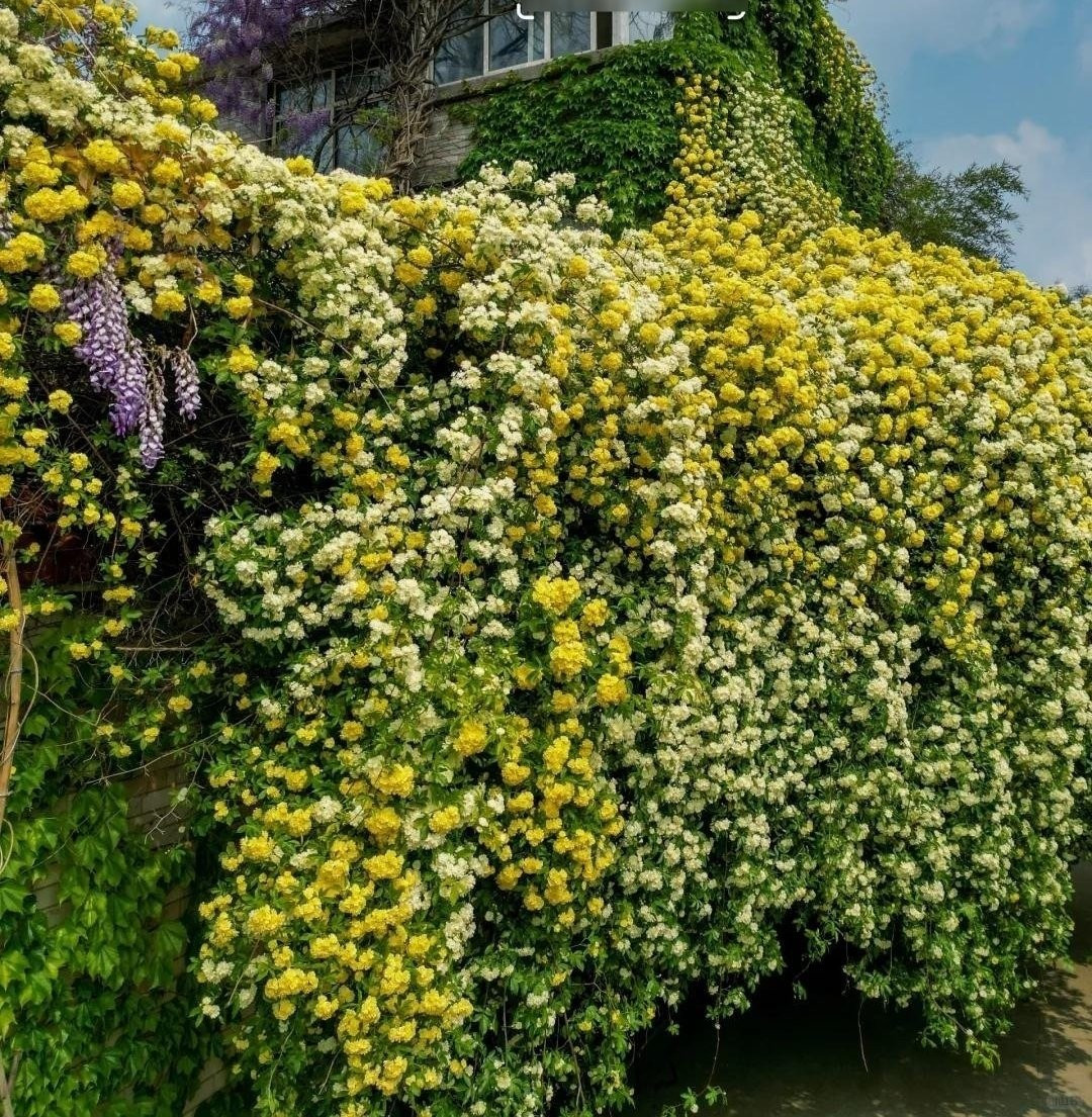 Cây dễ trồng, chỉ cần đủ sáng và dưỡng chất là leo mạnh, nở nhiều hơn cả hoa giấy hay thanh xà. Với tán hoa rủ mềm, hồng mân côi rất hợp để trồng ở sân vườn, tường rào hoặc vòm cổng, tạo hiệu ứng cổ kính và lãng mạn.