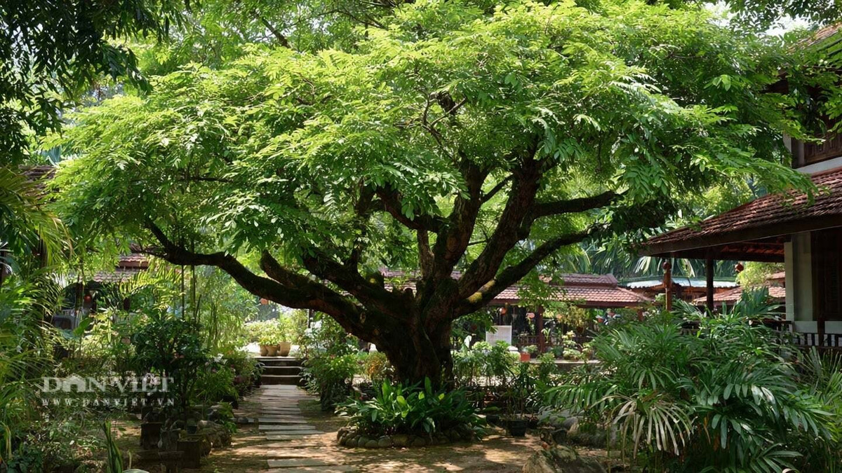 Người xưa cho rằng, những cây quý giá đều có thể mang lại vô vàn phước lành và may mắn