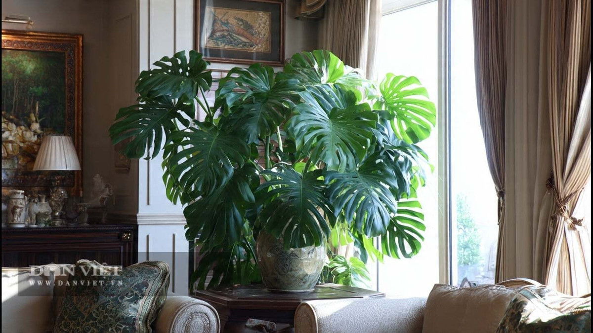 View - Cây cảnh đẹp 'gây mê', chiêu tài lộc... che chở gia đình | Báo Tri thức và Cuộc sống - TIN TỨC PHỔ BIẾN KIẾN THỨC 24H