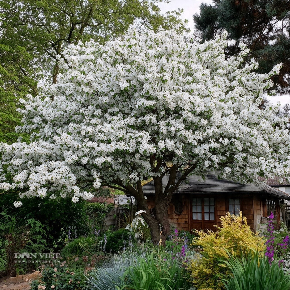 Theo người xưa, nếu bạn trồng một cây lê trong nhà thì trong nhà có thể có sự ly tán, đổ vỡ.