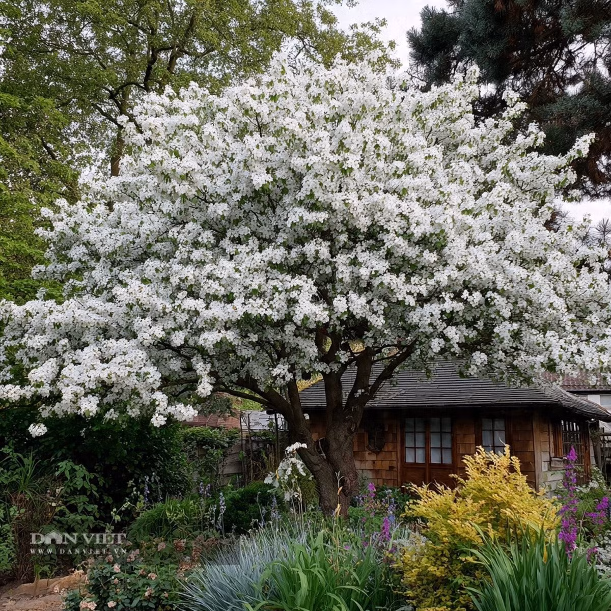 Theo người xưa, nếu bạn trồng một cây lê trong nhà thì trong nhà có thể có sự ly tán, đổ vỡ.