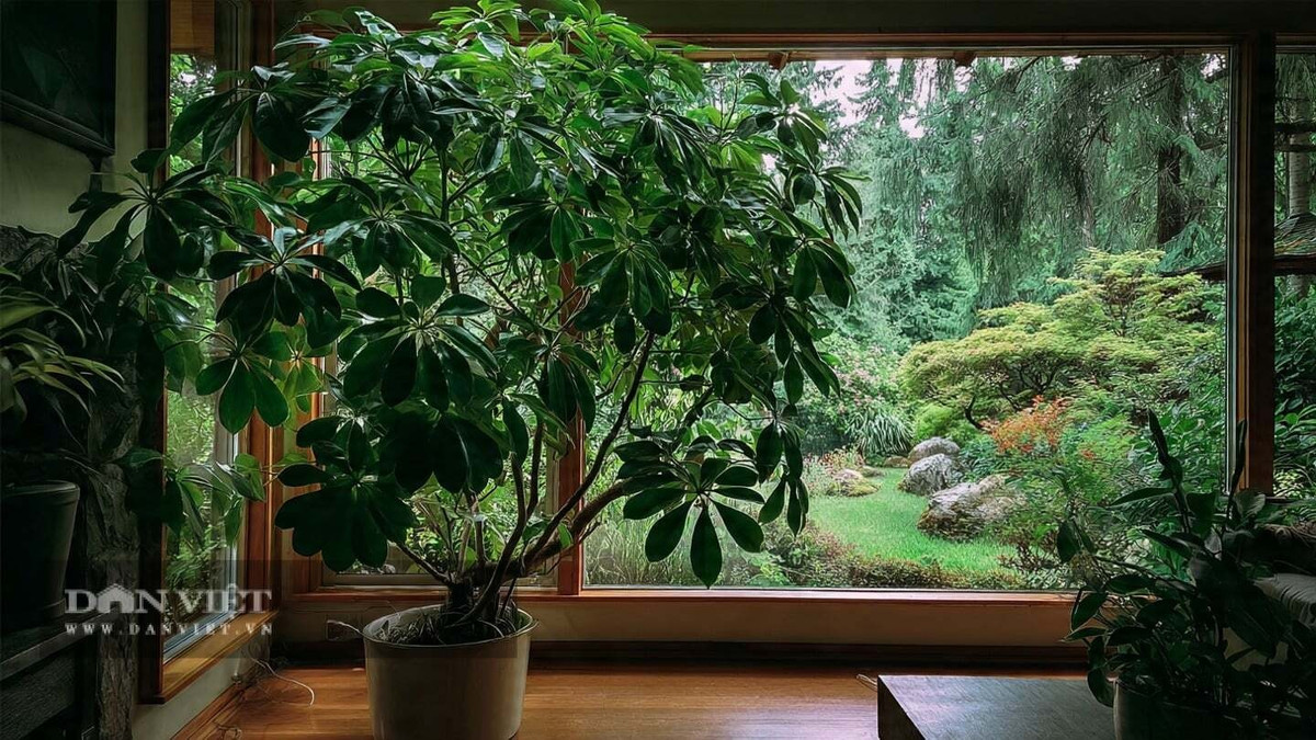 1. Cây ngũ gia bì: Ngũ gia bì có lá xòe rộng như bàn tay, xanh mướt quanh năm, rất dễ trồng và phù hợp với không gian trong nhà. Cây chỉ cần ánh sáng gián tiếp và lượng nước vừa phải là có thể phát triển tốt.