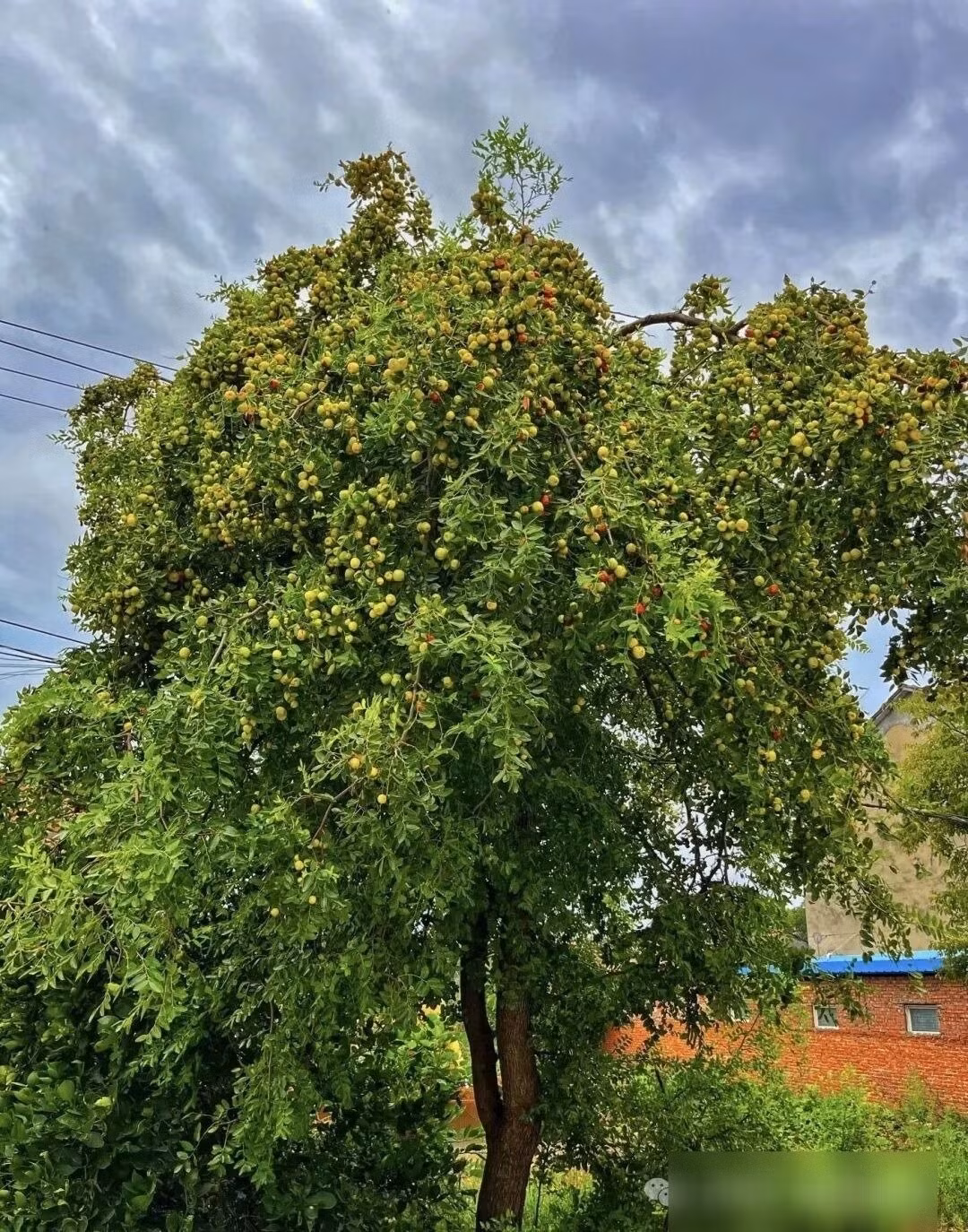 Cây táo tàu: Theo quan niệm xưa, trồng táo tàu trước cửa nhà là cách để “sớm sinh quý tử” và gặt hái tài lộc. Quả táo đỏ rực tượng trưng cho may mắn, phát đạt, được ví như phúc khí của cả gia tộc.