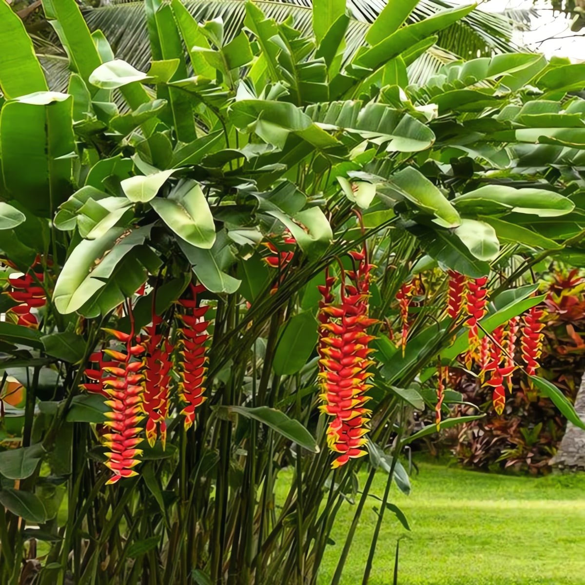 Với sức sống bền bỉ, ý nghĩa thịnh vượng và thành công, những loài cây mang tên “pháo” trở thành lựa chọn lý tưởng để thắp lên không khí lễ hội, mang nguồn năng lượng tích cực cho năm mới.