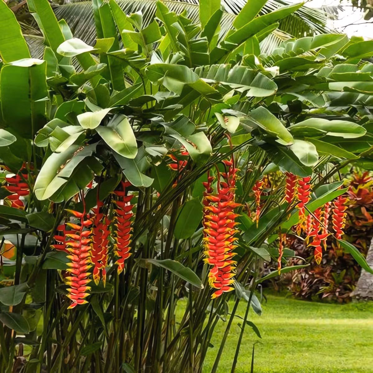 Với sức sống bền bỉ, ý nghĩa thịnh vượng và thành công, những loài cây mang tên “pháo” trở thành lựa chọn lý tưởng để thắp lên không khí lễ hội, mang nguồn năng lượng tích cực cho năm mới.