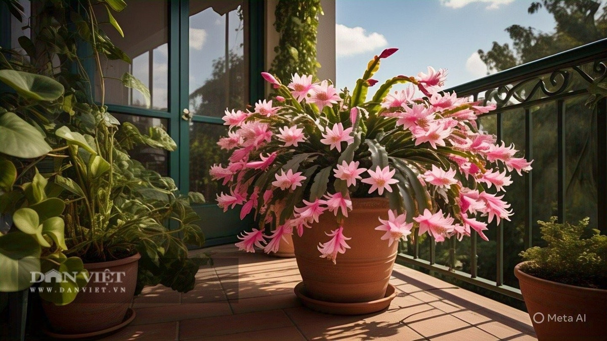 Tuy nhiên, loài cây này rất nhạy cảm với thời tiết. Nắng quá gắt khiến lá bị vàng, mềm nhũn; gió lạnh đầu đông cũng làm hoa lụi tàn, lá rụng. Lan càng cua không ưa sự khắc nghiệt – chỉ cần một chút bất cẩn, cây sẽ "dỗi" bằng cách héo rũ, từ chối nở hoa.