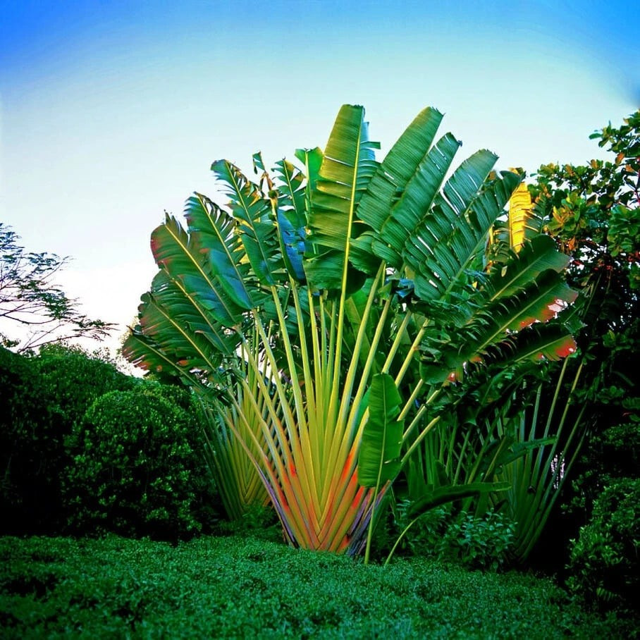 Cây này mang dáng dấp pha trộn giữa chuối và cọ. Lá giống như lá chuối khổng lồ, khi xếp lại lại tạo thành hình dáng một chiếc cọ vĩ đại.