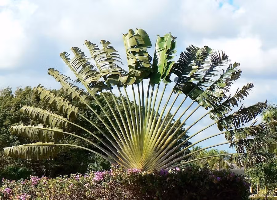 Mỗi lá dài từ 1-5m, xanh bóng, cứng cáp. Sự sắp xếp độc đáo này giúp cây thu trọn ánh sáng và nước mưa, đồng thời tạo cấu trúc như mái chèo khổng lồ.