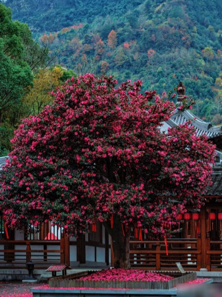 2. Hoa trà – Biểu tượng của thịnh vượng và sum vầy: Hoa trà được mệnh danh là “vua của sự bền bỉ”, nở rực rỡ ngay giữa mùa đông lạnh giá, khi mọi loài hoa khác đã tàn. Màu đỏ thắm tượng trưng cho may mắn và thịnh vượng, là biểu tượng của niềm vui đoàn viên.