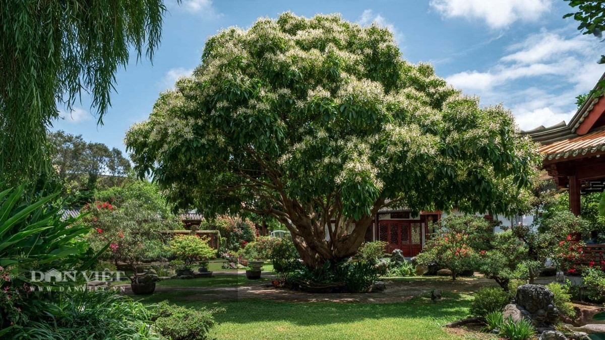 Người xưa cho rằng, loài cây này cũng giúp tài vận hanh thông, vững vàng.