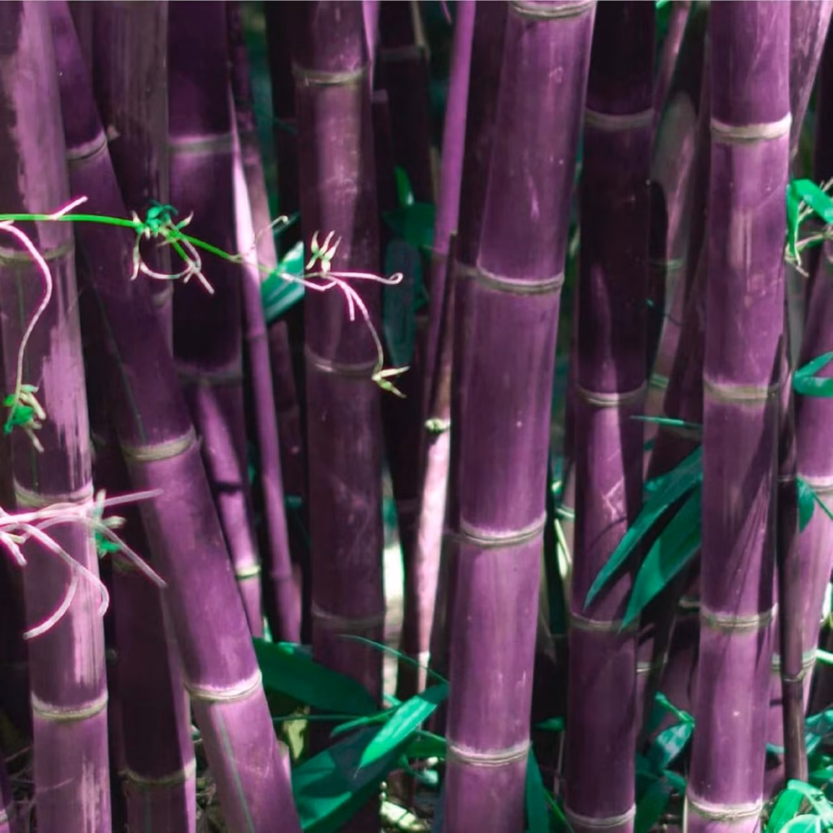 Theo quan niệm truyền thống, tre tượng trưng cho sự khiêm nhường, chính trực và bền bỉ. Dáng tre cao, thẳng, các đốt đều nhau gợi hình ảnh một con người điềm đạm, sống có nguyên tắc, vừa cao quý vừa gần gũi, dù trong hoàn cảnh khắc nghiệt vẫn giữ được sức sống mãnh liệt.