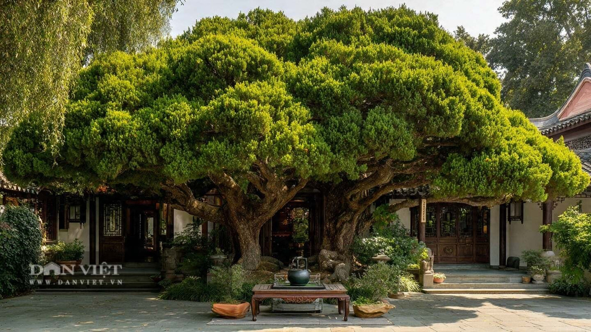 Trong phong thủy, tùng La Hán tượng trưng cho trường thọ, phú quý và nền tảng gia đình vững bền. Người xưa tin rằng trồng cây này trong sân chẳng khác nào có thần linh che chở, xua đuổi tà khí, giữ bình an và giúp gia đạo hưng thịnh.