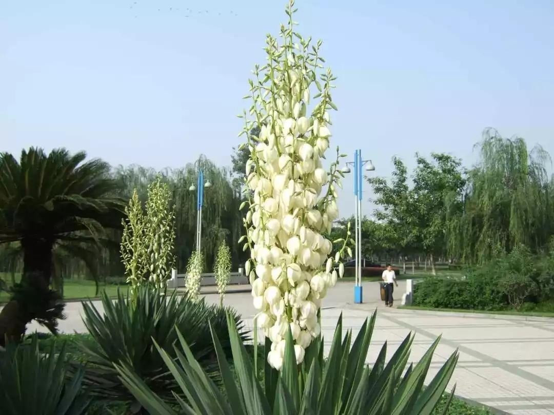 Khả năng thanh lọc không khí và điểm nhấn nội thất: Cây có khả năng loại bỏ chất độc hại, bụi bẩn, tạo bầu không khí trong lành. Với hình dáng độc đáo và hoa đẹp, Ngọc giá trở thành điểm nhấn cho nội thất, mang cảm giác thiên nhiên và gần gũi.