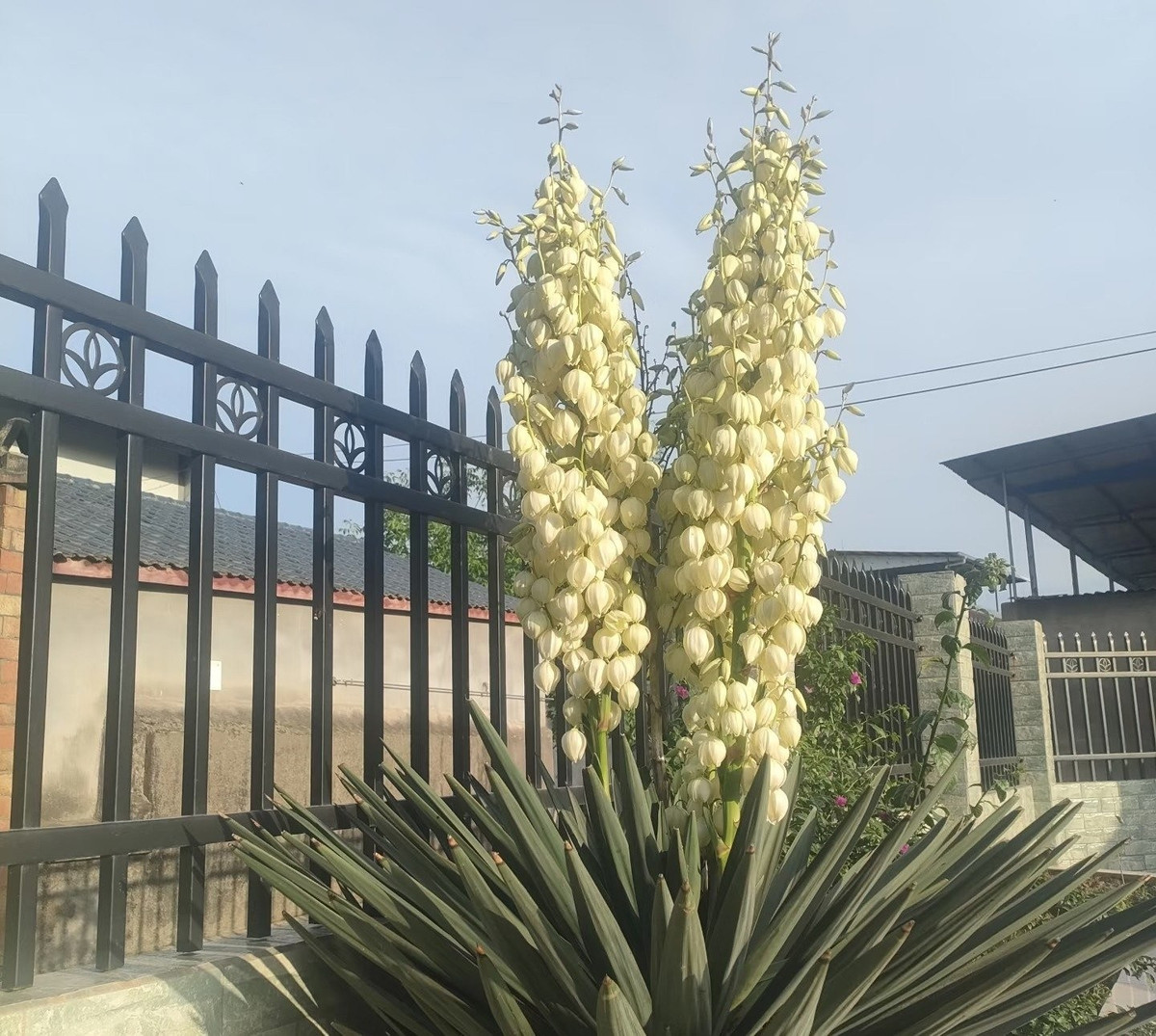 Hoa trắng muốt, cao và thơm ngát: Yucca ra hoa vào mùa hè, với những bông trắng hoặc kem hình chuông, cao có thể tới 3 mét. Hoa không nồng nàn mà dịu dàng, thanh mát, mang lại cảm giác thư giãn. Một số bộ phận của cây có thể ăn được nhưng chứa saponin độc.