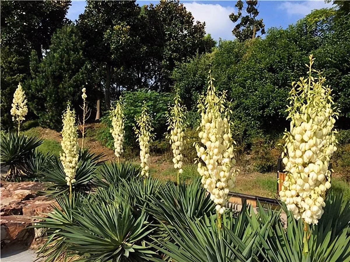Đặc điểm sinh trưởng và hình dáng cây: Có khoảng 40 loài Yucca, mỗi loài có tốc độ sinh trưởng và kích thước trưởng thành khác nhau. Lá dài, hẹp và cong mềm mại tạo thành bó trung tâm gọn gàng, màu xanh xám bóng mịn, hơi cứng khi chạm.