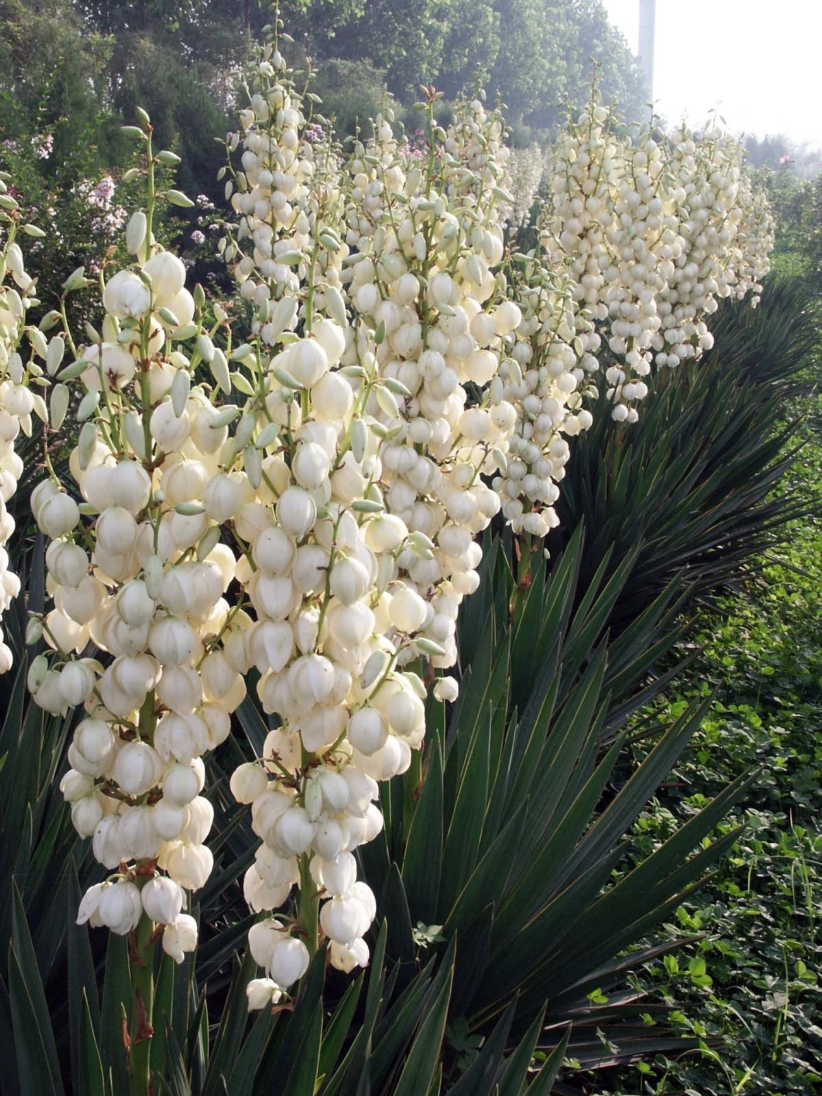 Tưới nước và bón phân để cây ra hoa: Để cây nở hoa, kiểm soát tưới nước: ngừng tưới 15–20 ngày trước khi ra hoa, tưới đẫm khi lá rủ xuống. Bón phân vào mùa sinh trưởng (xuân, thu) bằng phân bánh hoặc NPK để kích thích hoa đẹp, rực rỡ hơn.