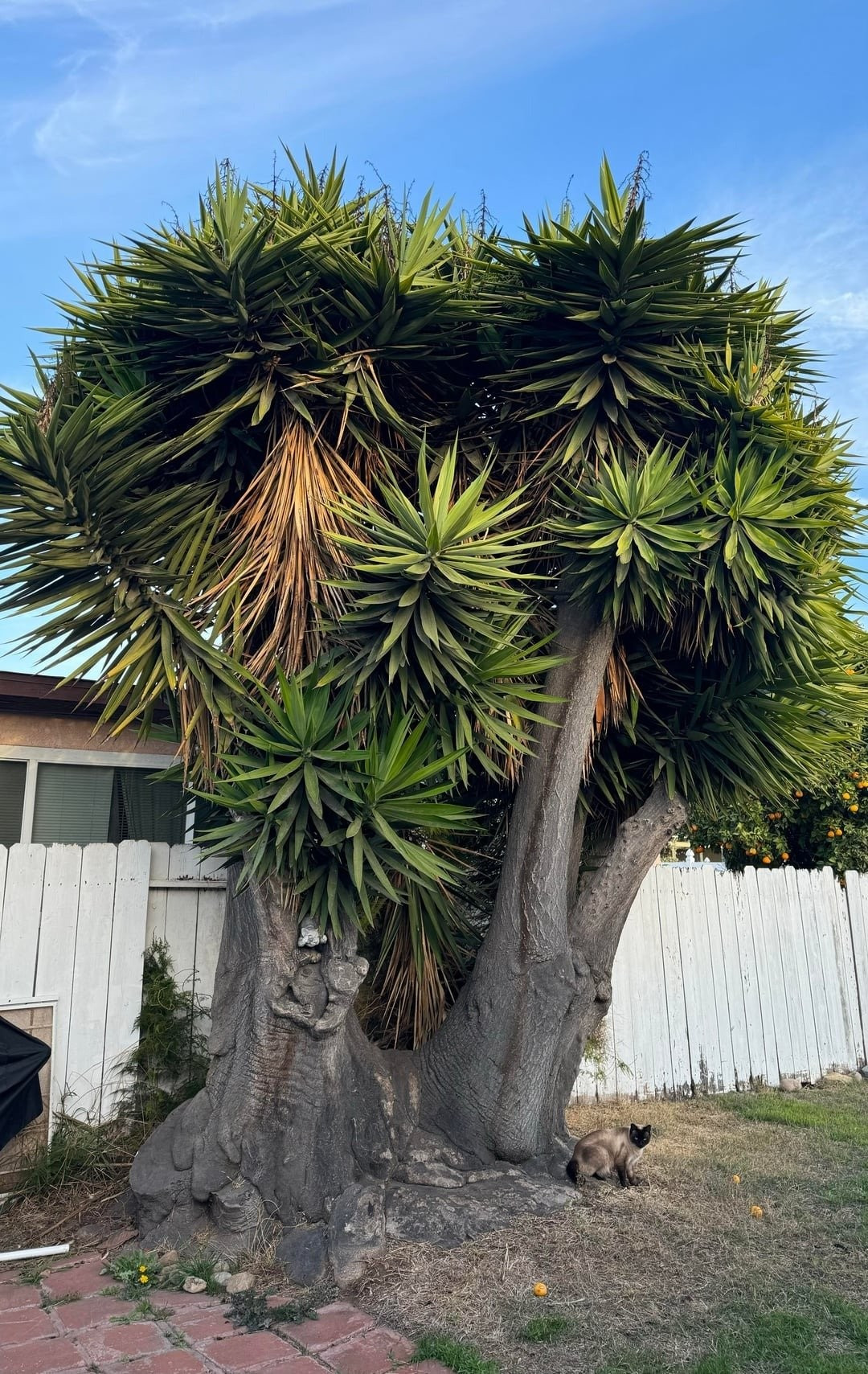 Trồng Ngọc giá trước nhà – mang niềm vui tinh thần: Cây Ngọc giá có vẻ đẹp khác biệt hoàn toàn so với lan hồ điệp hay địa lan. Trồng vài khóm trước cửa nhà sẽ mang đến những món quà tinh thần tươi đẹp và đầy ý nghĩa.
