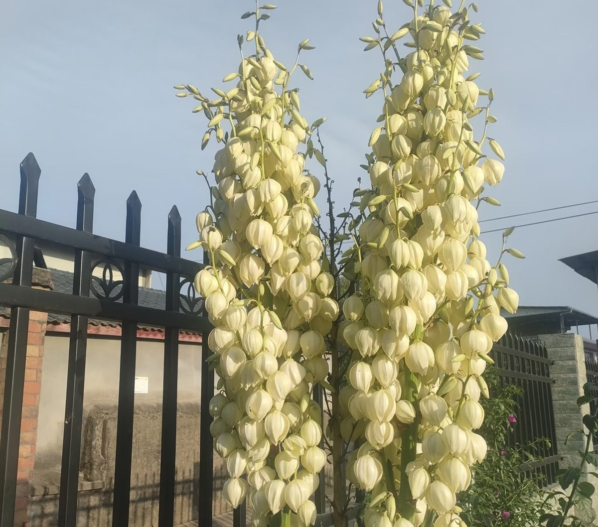 Ý nghĩa phong thủy của Ngọc giá: Trong phong thủy, Ngọc giá tượng trưng cho sức mạnh, may mắn và trường thọ. Thân cây thẳng, lá cứng cáp thể hiện kiên trì, bền bỉ và ý chí vươn lên. Trồng cây giúp hóa giải vận xui và mang không khí tích cực cho không gian sống.