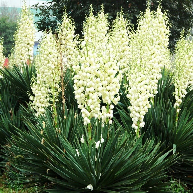 Nguồn gốc và họ thực vật của Yucca: Yucca thuộc họ Măng tây (Asparagaceae), còn gọi là chi Ngọc giá, có nguồn gốc từ vùng khô cằn Bắc và Trung Mỹ. Một số loài bụi thấp giống cây Agave, còn thân gỗ giống như cây cọ.