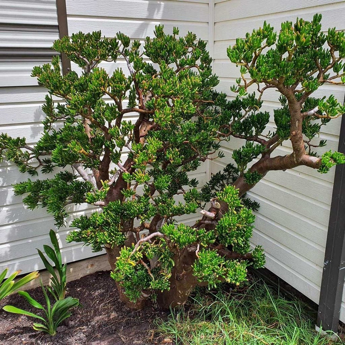 Lá cây hình ống, hút tiền như tỳ hưu, giữ lộc như két sắt. Lá cây hình ống loe như chiếc giác hút tài lộc, thân chắc như tượng đá, biểu tượng thịnh vượng trong phong thủy. Cây còn có tên gọi dân gian là “sen đá hút tiền”.