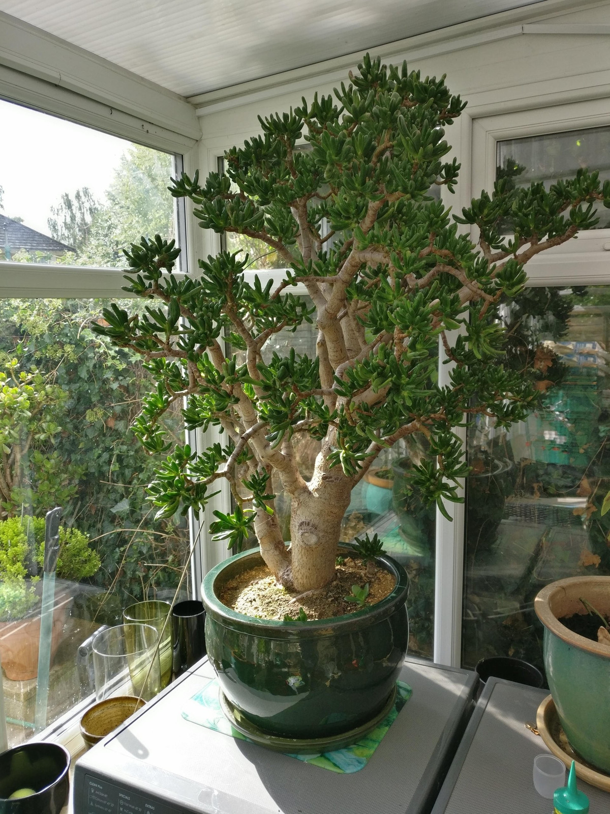 Tăng cường phong thủy – thu hút tiền tài, xua tan khí xấu. Cây Gollum Jade tượng trưng cho tài vận, may mắn, giúp chủ nhân hút lộc, giữ tiền, tránh hao tài. Đặc biệt hợp đặt ở tủ giày, phòng khách hoặc góc tài vị.