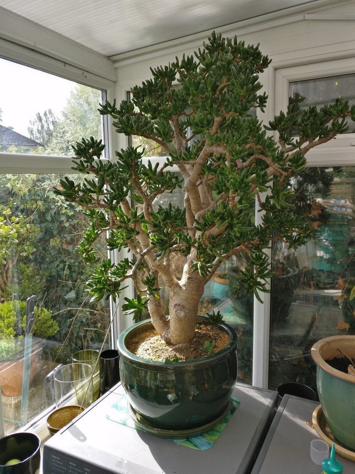 Tăng cường phong thủy – thu hút tiền tài, xua tan khí xấu. Cây Gollum Jade tượng trưng cho tài vận, may mắn, giúp chủ nhân hút lộc, giữ tiền, tránh hao tài. Đặc biệt hợp đặt ở tủ giày, phòng khách hoặc góc tài vị.