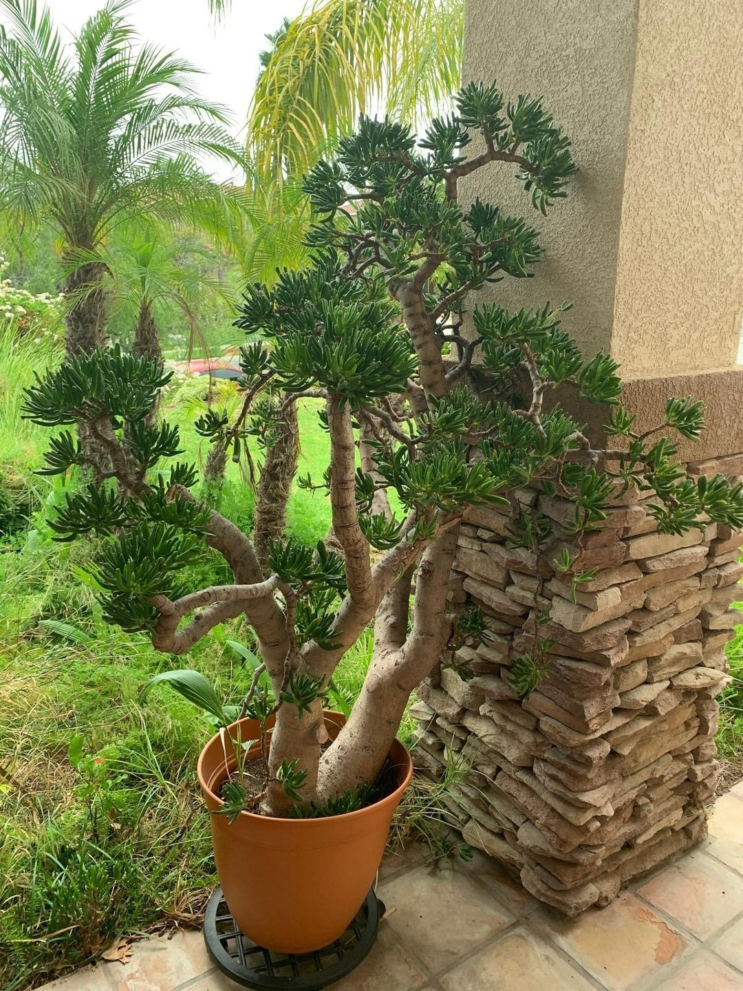 Chịu hạn, chịu lạnh, chịu bóng – hoàn hảo cho dân thành thị. Dù để trong nhà thiếu sáng, ngoài trời sương giá -3°C hay nắng nóng, cây vẫn khỏe mạnh. Đúng nghĩa là “vị vua không phô trương” của giới cây cảnh nội thất.