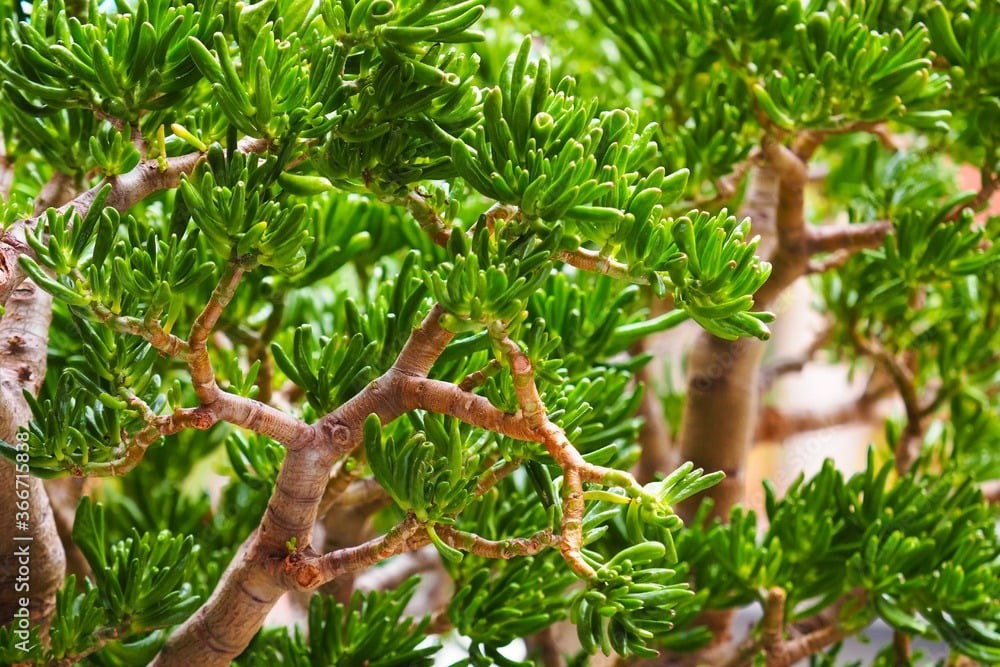 Trụ cột phong thủy: Cây bonsai quý có thể sống trăm năm. So với trầu bà chỉ sống vài năm, sen đá hút tiền sống bền bỉ, càng lâu càng đẹp. Sau 10–15 năm sẽ thành cây cổ thụ, là món “gia bảo” để đời trong nhà.